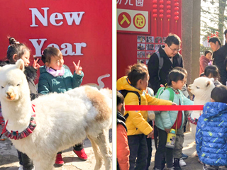 色综合久久久久无码专区幼儿园开展“我和羊驼交朋友”亲近自然互动体验活动
